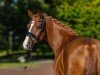 Dressurpferd Reitlands Octavian go for gold (Deutsches Reitpony, 2019, von High Flow's Oxford)