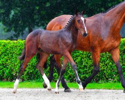 jumper Hamlet Butterfly Z (Zangersheide riding horse, 2021, from VDL Harley)