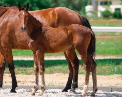 jumper Call of Duty SA Z (Zangersheide riding horse, 2021, from Chacco-Blue)