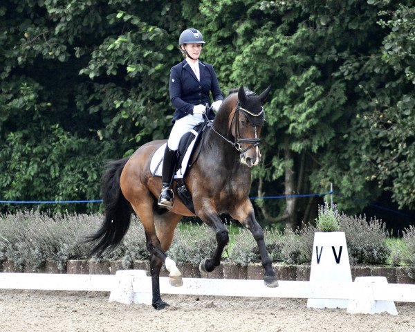 Dressurpferd Bonito de Baccardi (Westfale, 2016, von Baccardi)