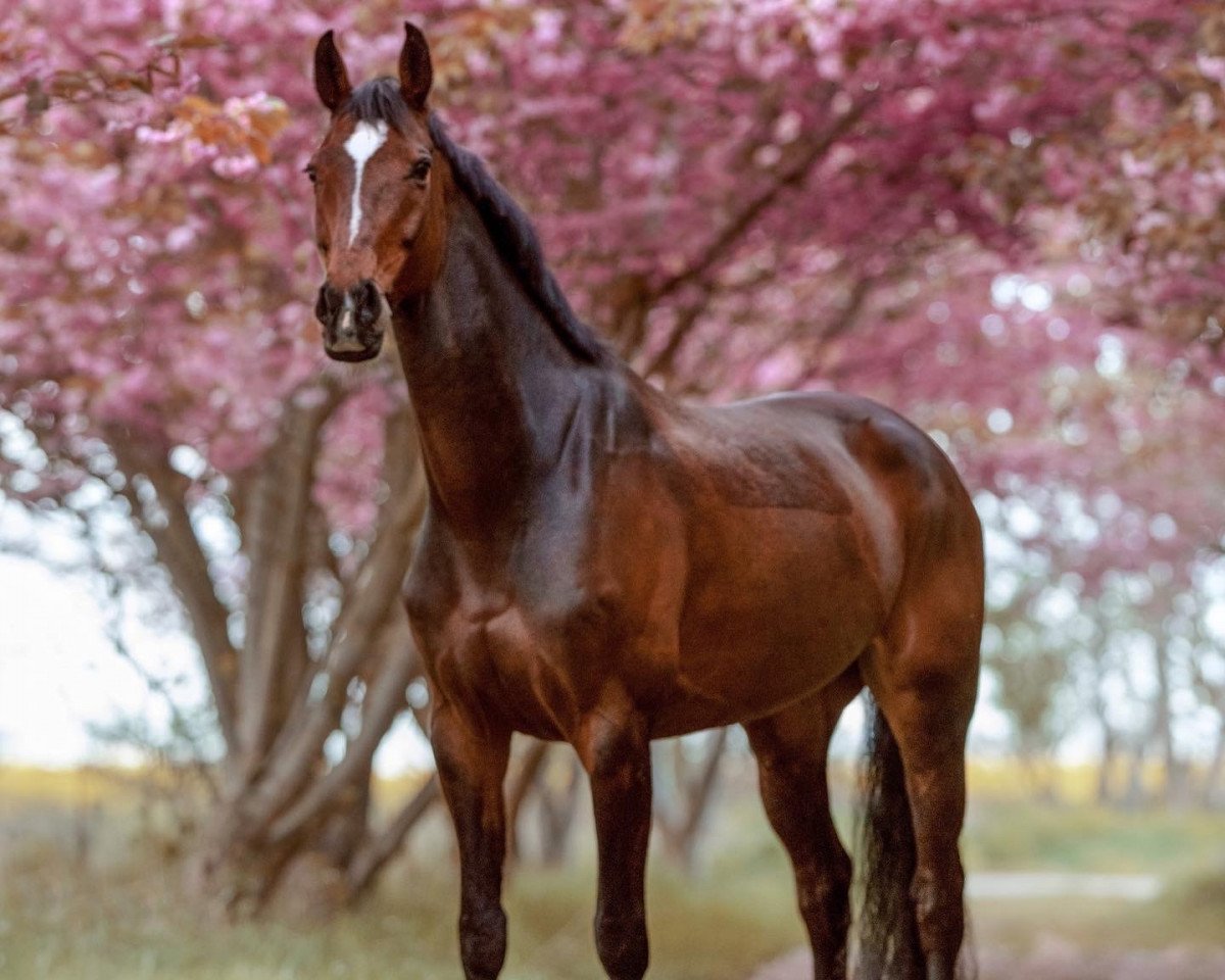 horse Belle Fleur I (Holsteiner, 2009, from Contendro I)