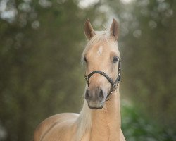 dressage horse Don Juan Flavio (German Riding Pony, 2014, from Don Dolino)