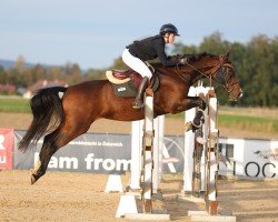 jumper Last (Czech Warmblood, 2009, from Le Patron)