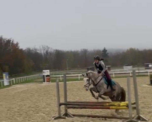 horse Nodo (Andalusians/horse of pure Spanish race, 2016)