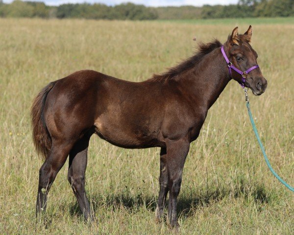 Pferd MD Docz Smokey Joe (Quarter Horse, 2024)