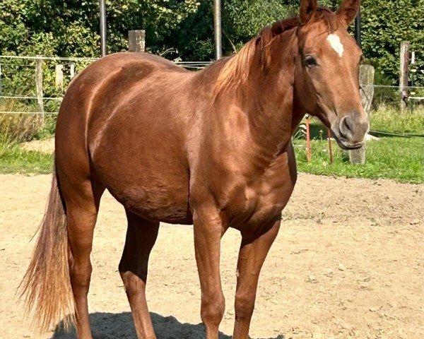 Pferd Smart Rose Sambadger (Quarter Horse, 2022)