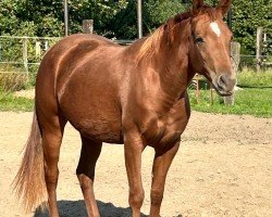 Pferd Smart Rose Sambadger (Quarter Horse, 2022)