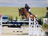 jumper Conthador (Oldenburg show jumper, 2011, from Conthargos)