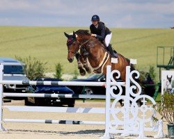 jumper Conthador (Oldenburg show jumper, 2011, from Conthargos)