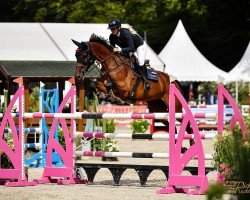 jumper Casco 18 (Oldenburg show jumper, 2016, from Casallco)