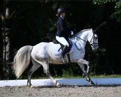 horse Green Heart Reamon (Connemara Pony, 2014, from Green Heart Rian)