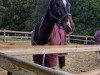 jumper Chelsy 28 (Oldenburg show jumper, 2018, from Chaccato)