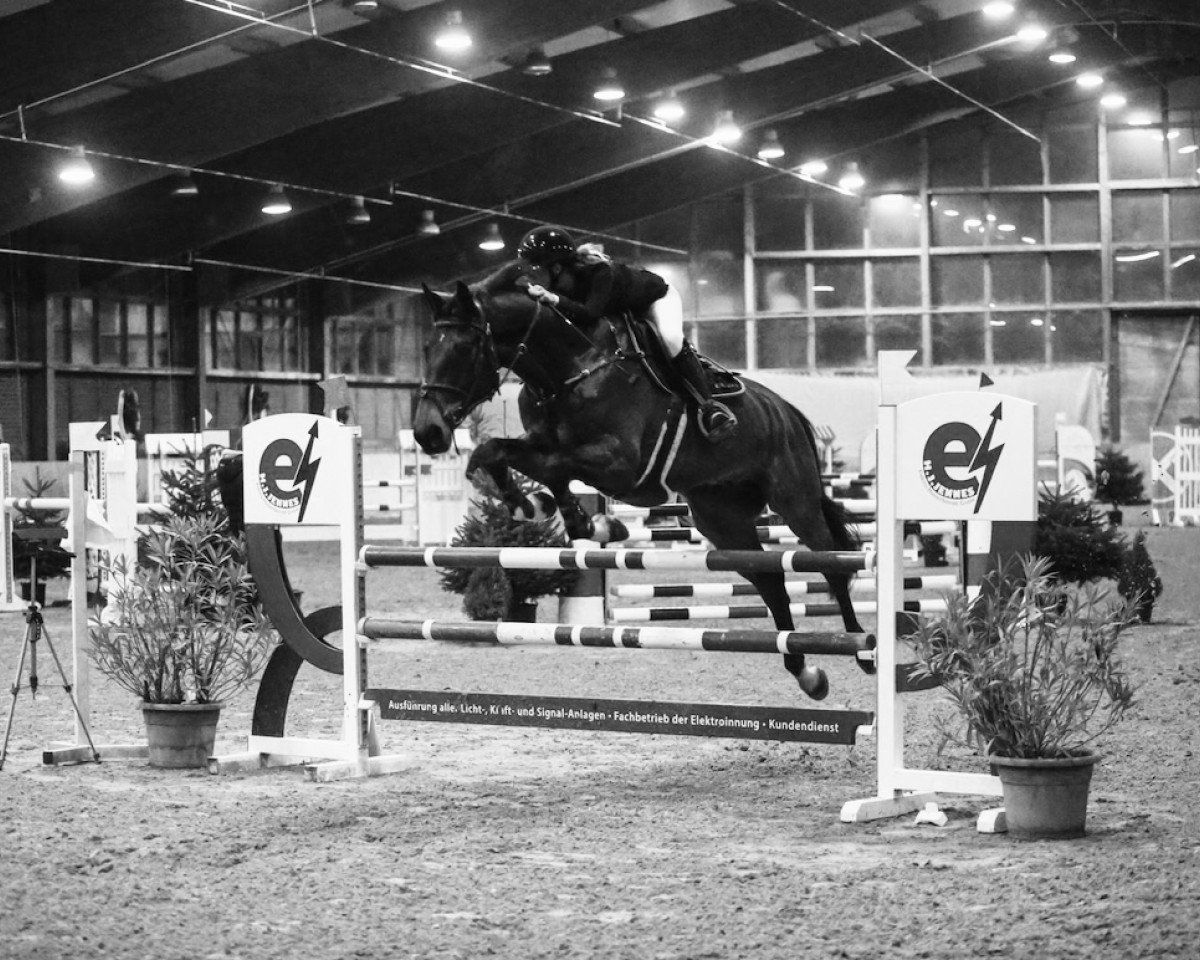 jumper Clarck (Oldenburg show jumper, 2015, from Pkz Contact van de Heffinck)