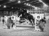 jumper Clarck (Oldenburg show jumper, 2015, from Pkz Contact van de Heffinck)