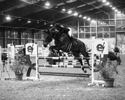 jumper Clarck (Oldenburg show jumper, 2015, from Pkz Contact van de Heffinck)