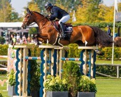 Springpferd Origi van de Zeshoek (Belgisches Warmblut, 2014, von Marius Claudius)