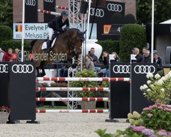 jumper Meluso PS (Oldenburg show jumper, 2013, from HH Messenger)