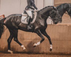 dressage horse Selida (Hanoverian, 2019, from Secret)