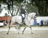 dressage horse Chaska N (Rhinelander, 2010, from Cassini Royal)