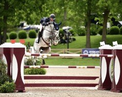 Springpferd Paso Doble Scf (Belgisches Warmblut, 2015, von Diktator van de Boslandhoeve)