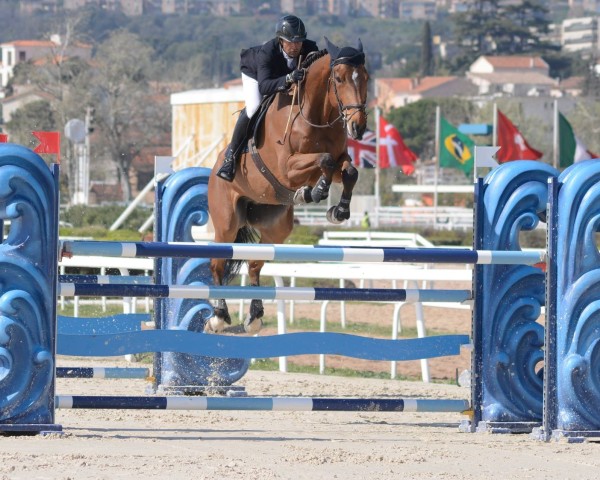 Springpferd Austral de Romanin (Selle Français, 2010, von Olimbos Merze)