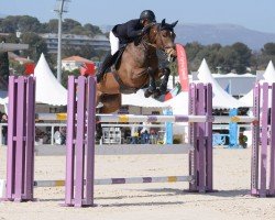 jumper Felicia (KWPN (Royal Dutch Sporthorse), 2010, from Verdi)