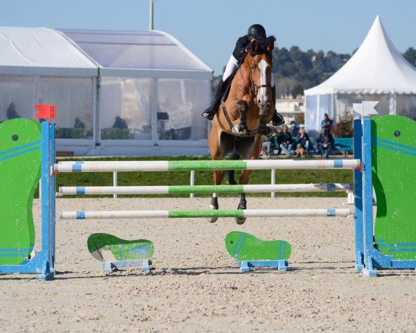 Springpferd Lux Dilema (Irish Sport Horse, 2009, von Lux Z)