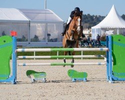 jumper Lux Dilema (Irish Sport Horse, 2009, from Lux Z)