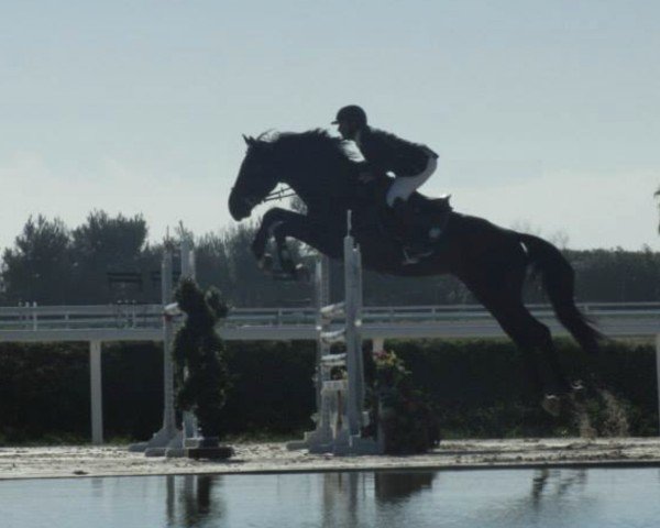 Springpferd Uddy de Vernay (Selle Français, 2008, von Diamant de Semilly)