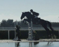 jumper Uddy de Vernay (Selle Français, 2008, from Diamant de Semilly)