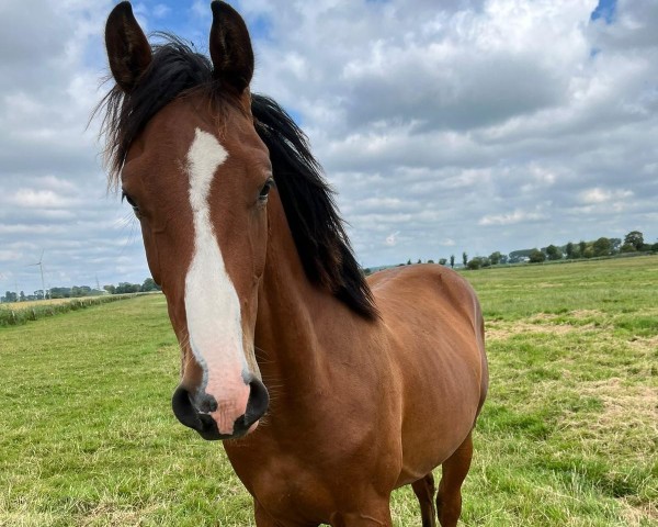 jumper El Comandante (German Sport Horse, 2023, from Elvis Ter Putte)