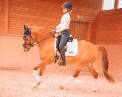 dressage horse Brantops Zaubermaus (German Riding Pony, 2015, from Dornik B)