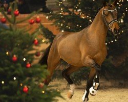 dressage horse Brantops Nighty Night (German Riding Pony, 2022, from Neverland WE)