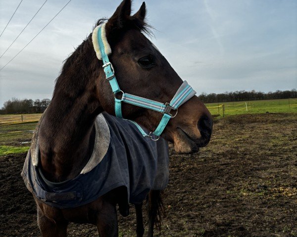 broodmare Rose of Tertullian xx (Thoroughbred, 2005, from Tertullian xx)