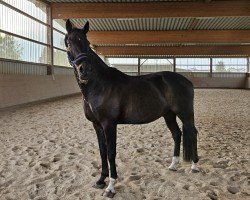 dressage horse Dreamer 65 (German Sport Horse, 2011, from Diamond Ruby)