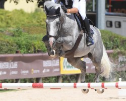 jumper Diamond Kid B Z (Zangersheide riding horse, 2016, from Dominator 2000 Z)