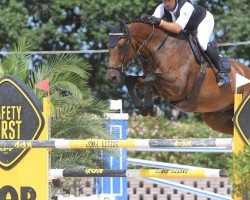 jumper Elvis P. (KWPN (Royal Dutch Sporthorse), 2009, from Corland)