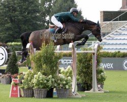 stallion Conthinder (Oldenburg show jumper, 2011, from Conthargos)