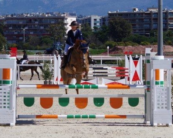 Springpferd Sanson de La Vallee (Selle Français, 2006, von Gentleman IV)