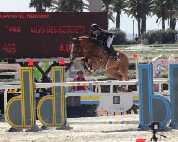 jumper Ulys des Rondets (Selle Français, 2008, from Diamant de Semilly)