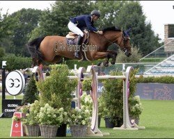 jumper VDL Groep Elegant Hero Z (Zangersheide riding horse, 2011, from Echo van het Spieveld)