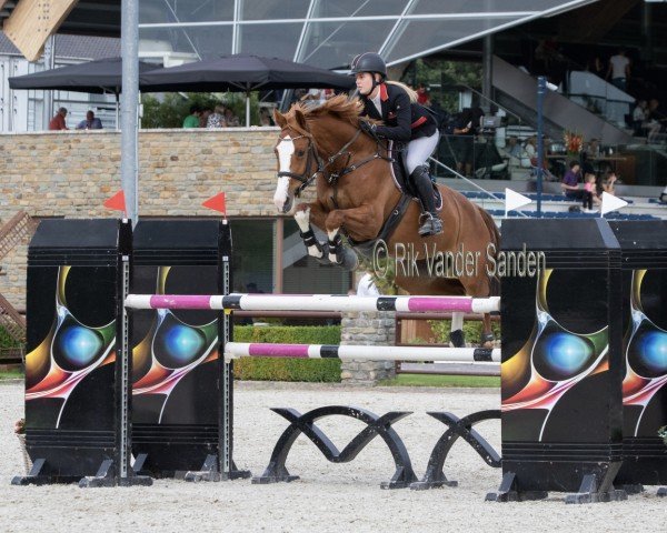 Springpferd Gaudi (KWPN (Niederländisches Warmblut), 2011, von Zambesi TN)