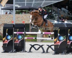 jumper Gaudi (KWPN (Royal Dutch Sporthorse), 2011, from Zambesi TN)