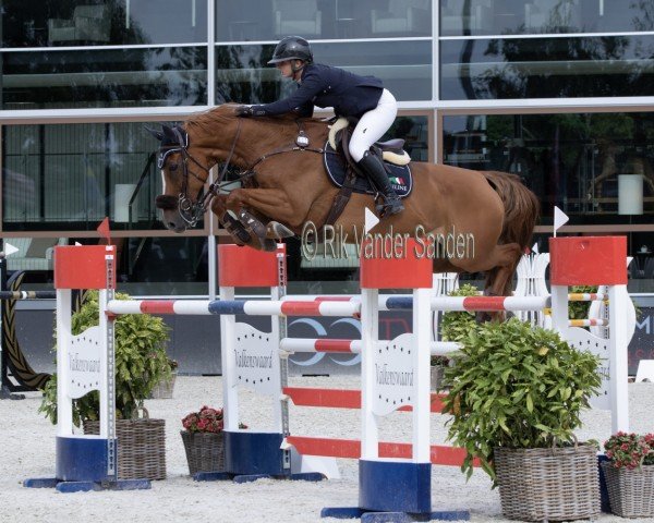 Springpferd Itcho van 't Ruytershof (Belgisches Warmblut, 2008, von Lord Z)