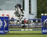 stallion Vangog du Mas Garnier (Selle Français, 2009, from Cornet Obolensky)