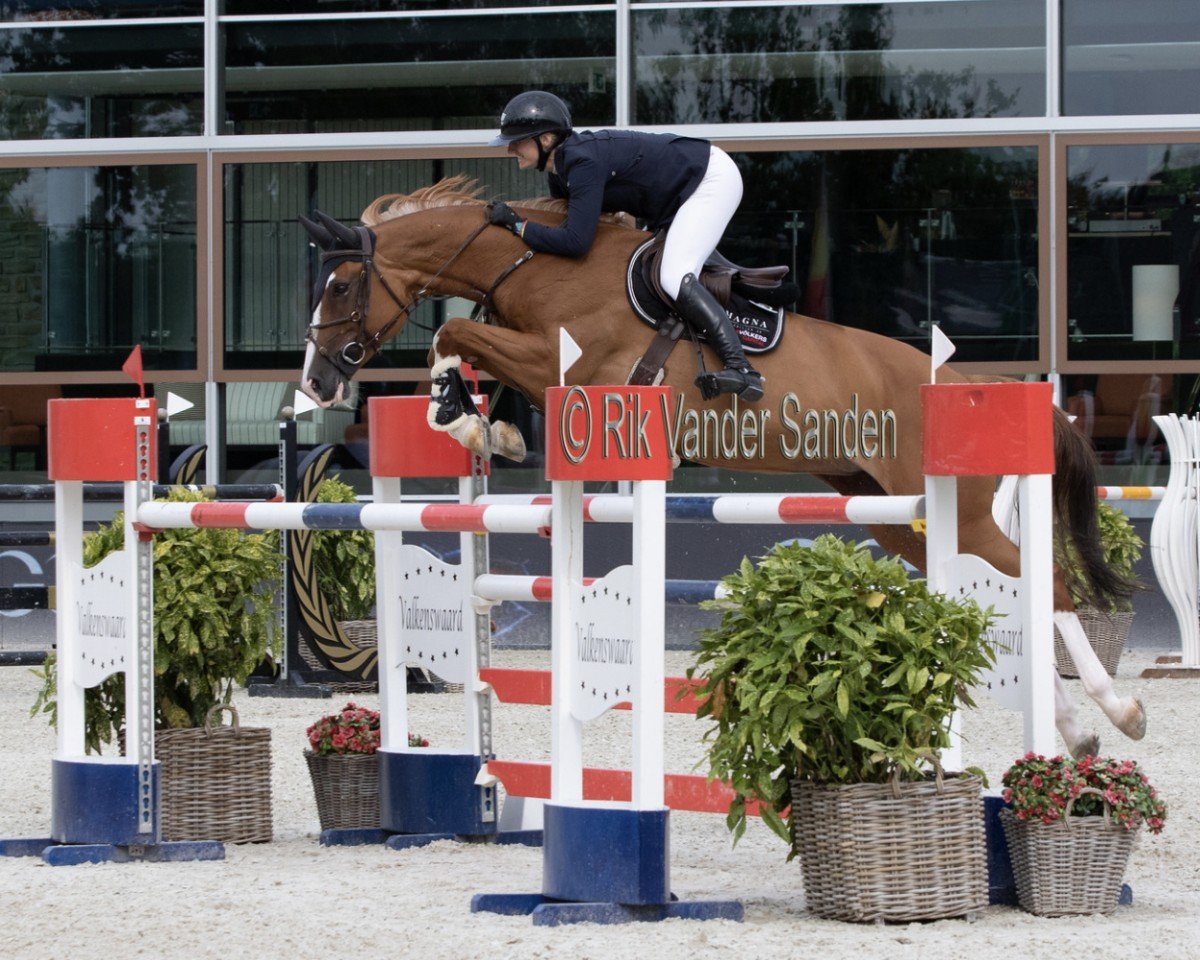 broodmare Clarissa MK (Holsteiner, 2010, from Casall Ask)