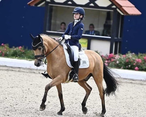 dressage horse Pegasus Forever (German Riding Pony, 2004, from Prometheus B)