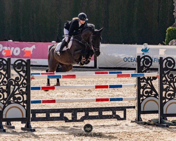 jumper Despina 70 (Oldenburg show jumper, 2013, from Diarado)