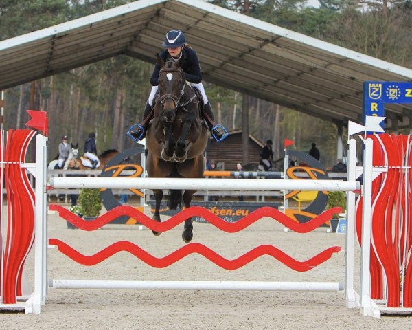 jumper Evakarla (KWPN (Royal Dutch Sporthorse), 2009, from Vino)