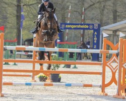 jumper Elegance De Pessel (KWPN (Royal Dutch Sporthorse), 2009, from Diarado)